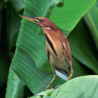 Cinnamon Bittern